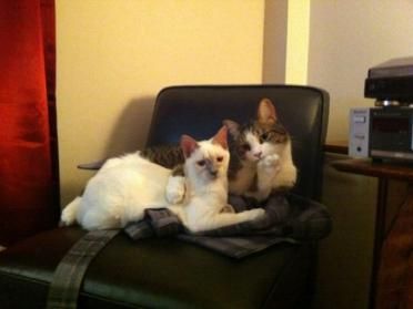 Des chats dans des situations originales..