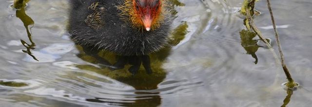 Lac Daumesnil : Deux poussins Foulque macroule sont nés ...