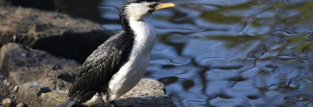 Ménagerie du Jardin des Plantes : Le Cormoran Pie