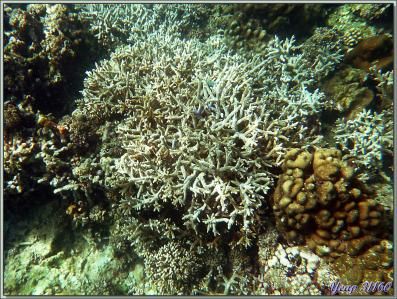 Corail Acropore bois de cerf (Acropora formosa) - Anse Takamaka - Mahé - Seychelles