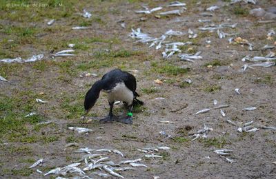 Ménagerie du Jardin des Plantes : Cormoran Pie