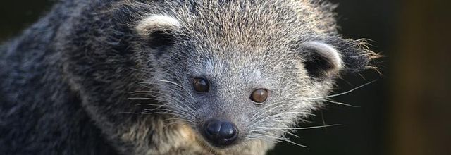 Ménagerie du Jardin des Plantes : Le Binturong