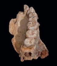 16 - L'expansion des Homo sapiens "Out of Africa"