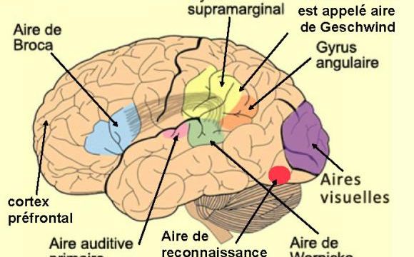 Savez vous ce qu'est la "prosopagnosie ?