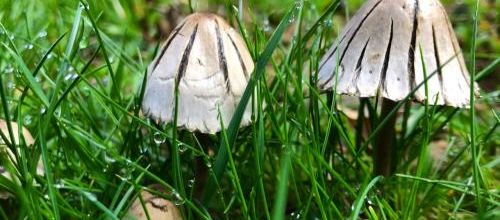 les petits champignons