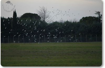 Outardes canepetières - Tetrax tetrax
