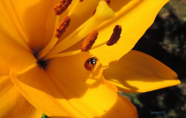 un lys , une coccinelle et ...