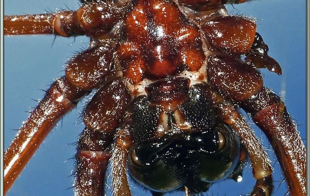 Monstre des Seychelles : l'araignée Néphile dorée en gros plan