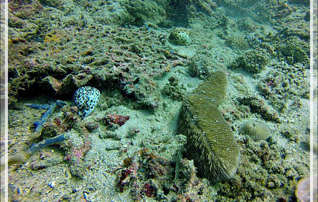 Porcelaine tigre (Cypraea tigris), Corail-boomerang, Tongue mushroom coral, Slipper mushroom (Herpolitha limax), Corail-champignon, Mushroom coral (Danafungia scruposa) - Mitsio - Madagascar