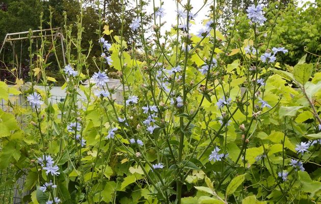 une plante mystère ?