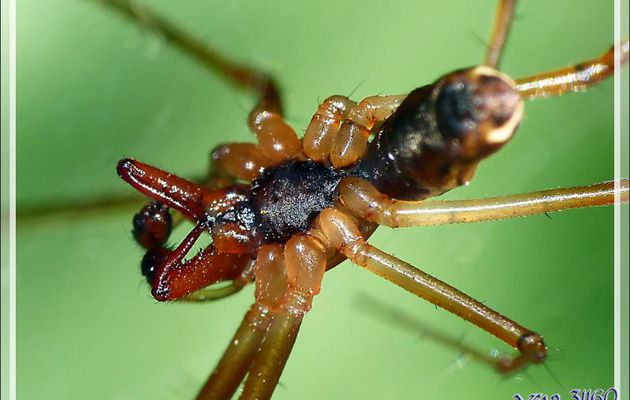 Les énormes chélicères de la petite Araignée Linyphie triangulaire mâle (Linyphia triangularis) - Lartigau - Milhas - 31