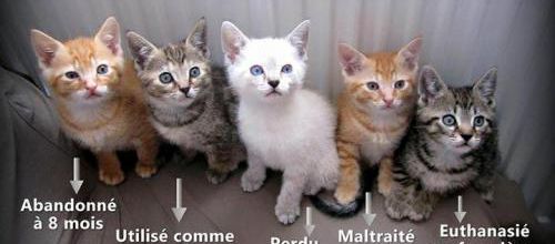 Chatons à donner...