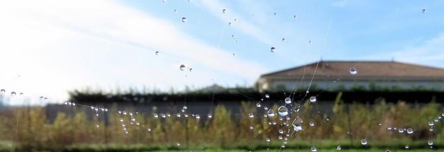 les gouttes s’accrochent ! 