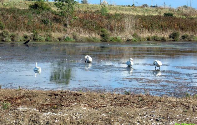 des oiseaux à Oléron