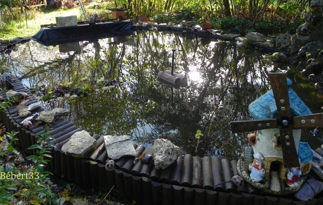 Reflets sur mon bassin de jardin