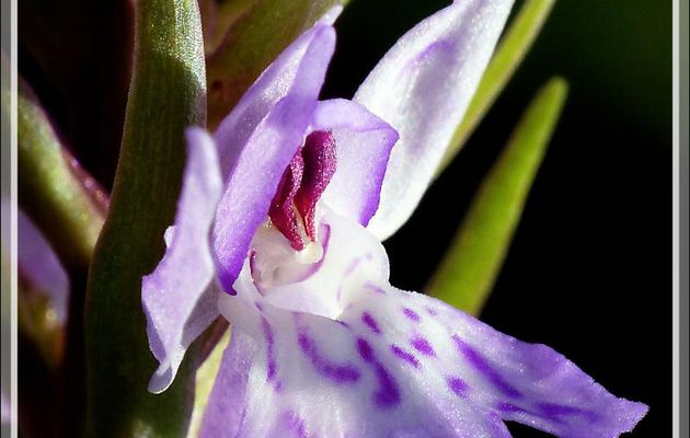 Gros plan sur fleur d'orchidée "Dactylorhiza" - Boulogne-sur-Gesse - 31