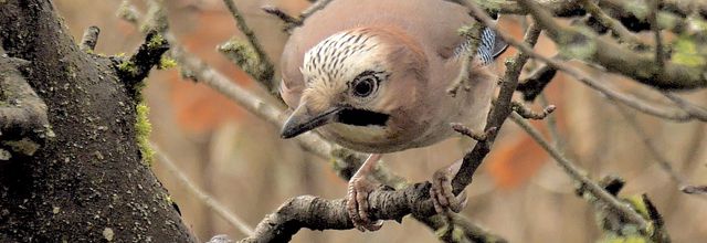 Portraits d'oiseaux (28) : Le geai des chênes (Garrulus glandarius)