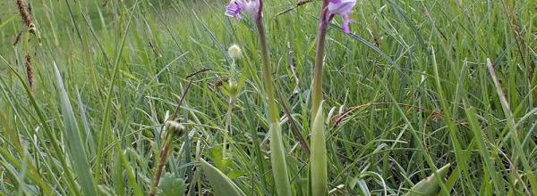 Orchis militaris  -  orchis militaire