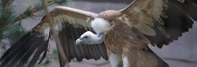 Le Parc Zoologique de Paris : Le Vautour Fauve
