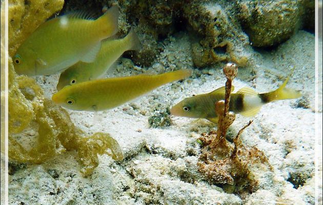 Microbialithe Hydrocoleum sp et juvéniles de Perroquets indéterminés et de Rouget à trois bandes - Jardin de Corail - Motu Tautau - Taha'a - Polynésie française
