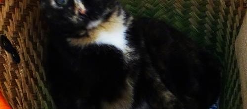 Dimanche c'est chat