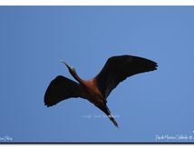 Ibis falcinelle