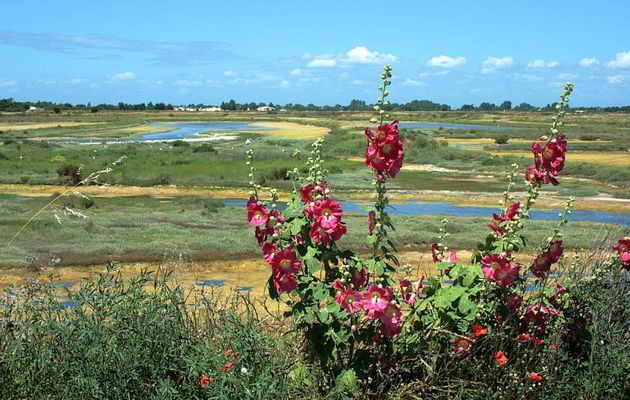 Roses trémières sur fond de marais - Les Portes-en-Ré - Ile de Ré - 17