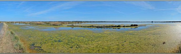 Vue panoramique sur un marais aux Goélands argentés - Les Portes-en-Ré - Ile de Ré - 17