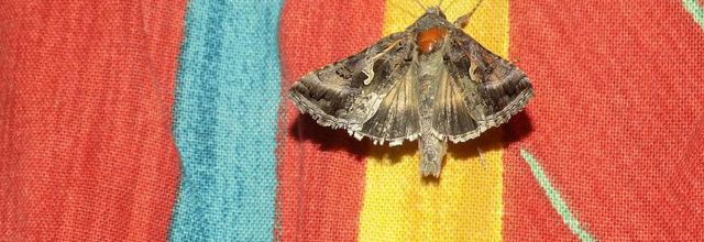 Autographa Gamma