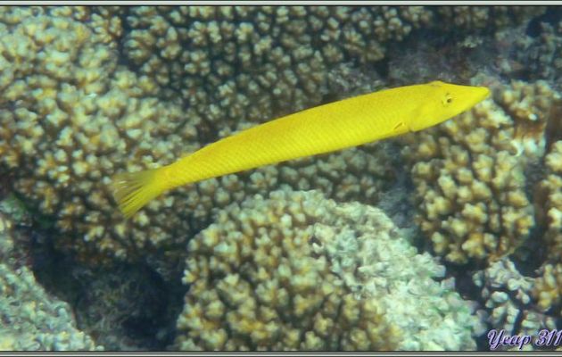 Poisson jaune ex-inconnu : Longue Girelle ou Labre cigare (Cheilio inermis)  - Praslin - Seychelles