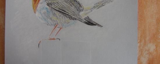 Rouge-gorge aux crayons de couleur