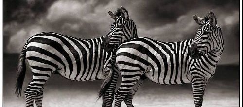 Afrika, black and white