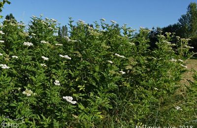 Sambucus ebulus - sureau yèble