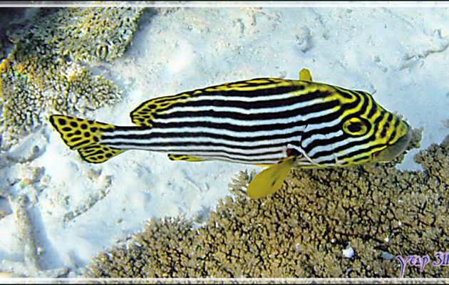 Diagramme ou gaterin oriental, Indian ocean oriental sweetlips (Plectorhinchus vittatus) - Snorkeling à Thudufushi - Atoll d'Ari - Maldives