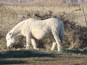 EN CAMARGUE ...
