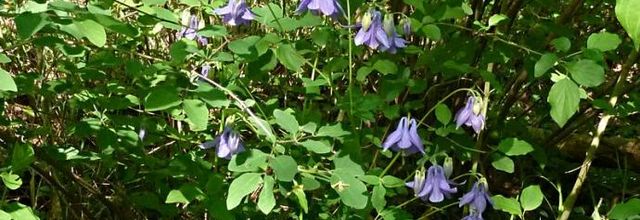 Aquilegia vulgaris - ancolie commune