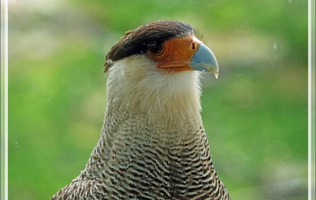 Caracara huppé, Carancho, Southern crested caracara (Caracara ou Polyborus plancus) - Peninsula de Magallanes - Patagonie - Argentine