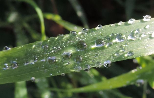 gouttes d'eau miroir