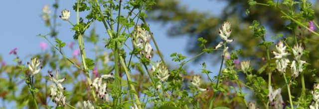 Fumaria capreolata  -  fumeterre grimpante