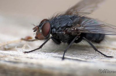  "Mouche bleue"  (Calliphora vicina),