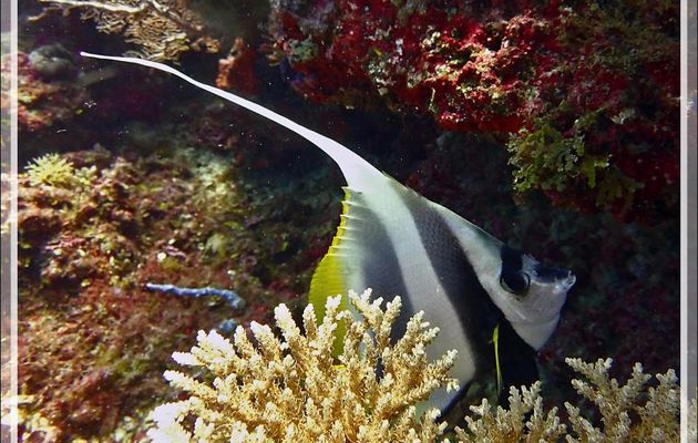Poisson cocher commun, Pennant coralfish, Longfin bannerfish, Reef bannerfish (Heniochus acuminatus) - Petit Castor - Nosy Tsarabanjina - Nosy Mitsio - Madagascar
