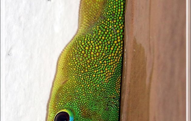 Le coucou du Gecko de jour poussière d'or, Gold Dust Day Gecko (Phelsuma laticauda) - Nosy Tsarabanjina - Archipel Mitsio - Madagascar