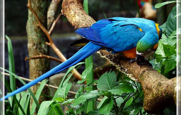 Ara bleu et or, Blue-and-yellow Macaw (Ara ararauna) - Parque das Aves - Foz do Iguaçu - Brésil