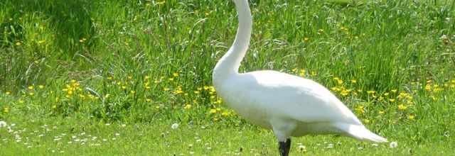 Je l'aimais copain Cygne