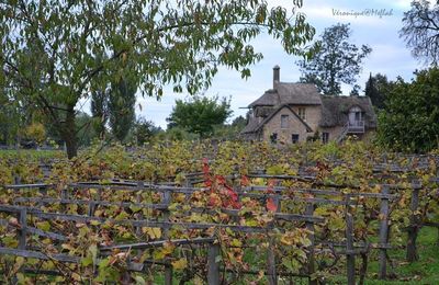 Versailles : Le Domaine de Marie-Antoinette : Les vignes