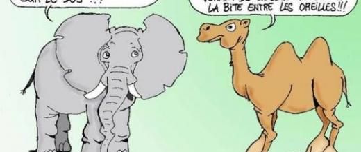 De l'éléphant, du chameau et du physique