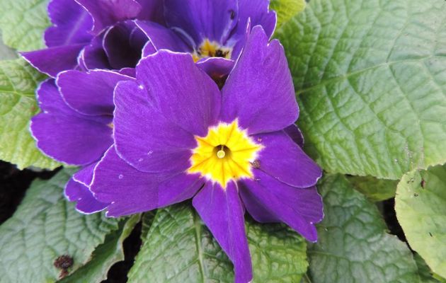 des fleurs pour le jardin !
