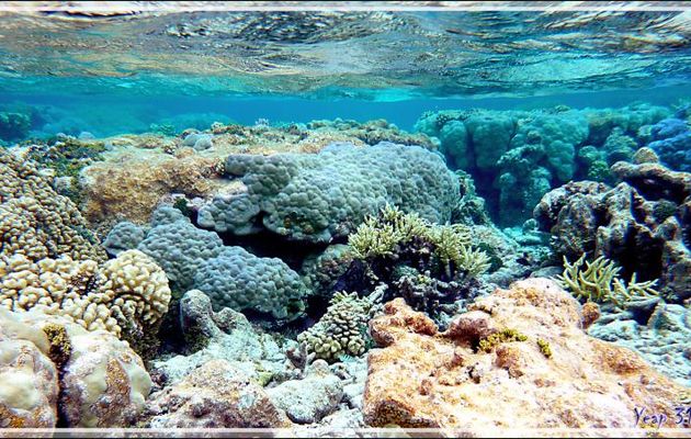 Ambiances et couleurs sous-marines - Atoll de Fakarava - Tuamotu - Polynésie française