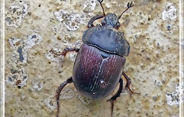 Coléoptère Bousier Minotaure femelle (Typhaeus typhoeus) - Lartigau - Milhas - 31