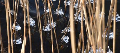 diamants d'eau